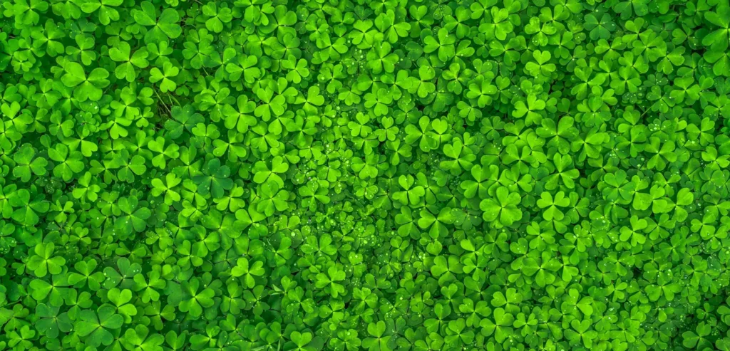 In the picture a field of clovers